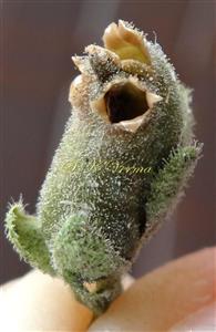  Fruit (Capsule)